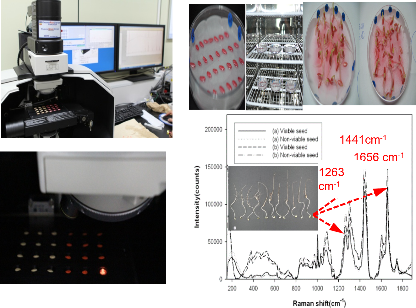 작물 표현체 3D 스캔 분석